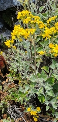Senecio verbascifolius
