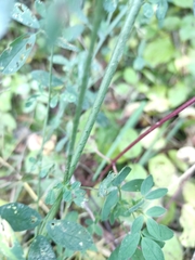 Fabaceae