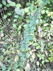 Fabaceae