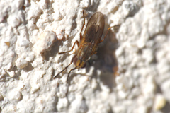 Pherbellia cinerella