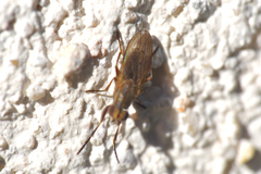 Pherbellia cinerella