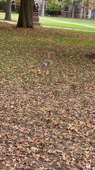 Sciurus carolinensis