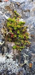 Erica depressa