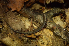 Plethodon sherando