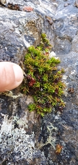 Erica depressa