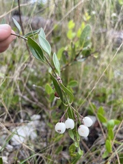 Chiococca parvifolia
