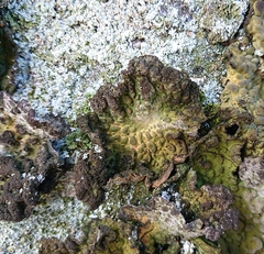 Lasallia pustulata