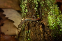 Plethodon sherando