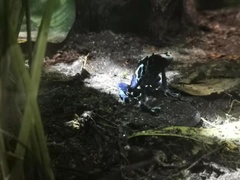 Dendrobates