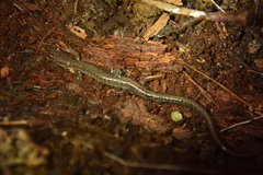 Plethodon sherando