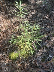 Eupatorium torreyanum