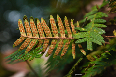 Pleopeltis minima