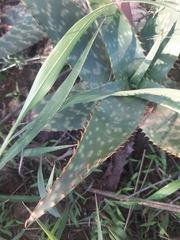 Aloe grandidentata