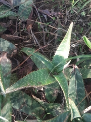 Aloe grandidentata