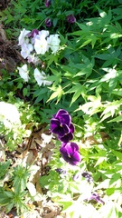 Viola × wittrockiana