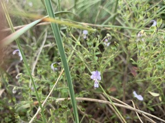 Trichostema nesophilum