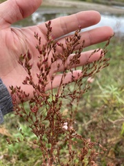 Lechea tenuifolia