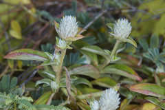 Gomphrena filaginoides