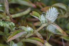 Gomphrena filaginoides