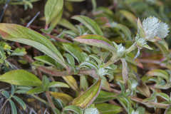 Gomphrena filaginoides