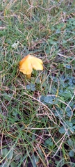Hygrocybe