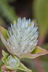 Gomphrena filaginoides