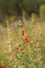 Sphaeralcea grossulariifolia