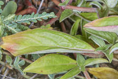Gomphrena filaginoides