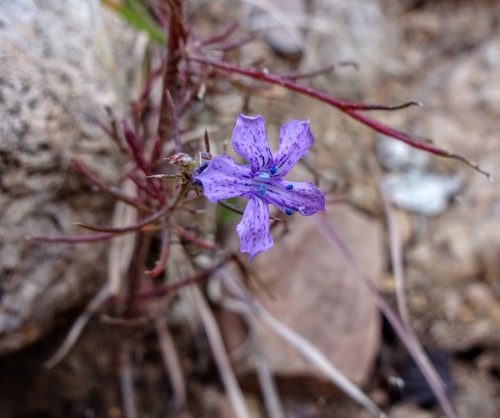 Image of Ipomopsis macombii by (c) Andrew Tree, some rights reserved (CC BY)