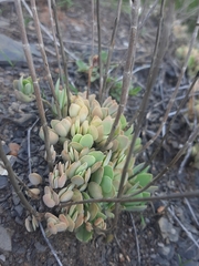 Kalanchoe rotundifolia