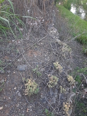 Kalanchoe rotundifolia