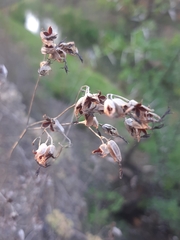 Kalanchoe rotundifolia