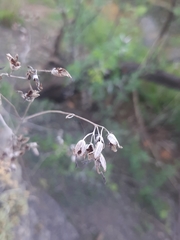 Kalanchoe rotundifolia