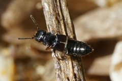 Anotylus inustus