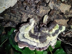 Auricularia mesenterica