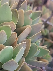 Kalanchoe rotundifolia