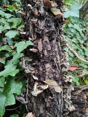 Auricularia mesenterica