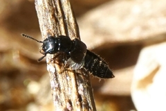 Anotylus inustus