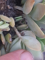 Kalanchoe rotundifolia
