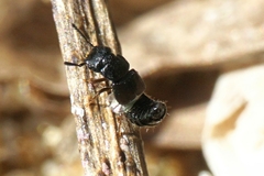 Anotylus inustus