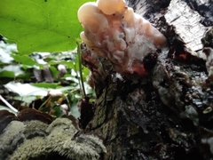 Auricularia mesenterica