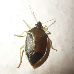 Tynacantha marginata