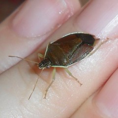 Tynacantha marginata