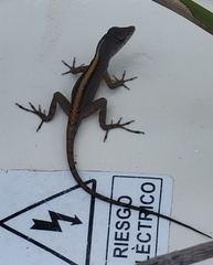 Anolis sagrei