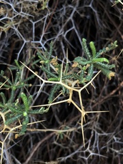 Sarcopoterium