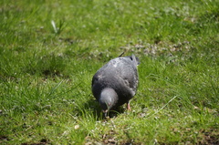 Columba livia domestica