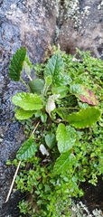 Hermas capitata