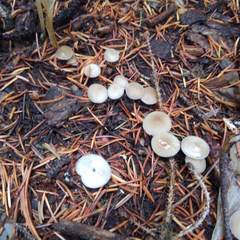 Strobilurus albipilatus