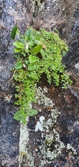 Hermas capitata