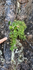 Hermas capitata